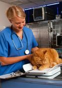 Veterinary Assistant Course